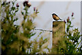 Stonechat, Beltany