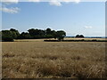 Cereal crop off Newton Lane