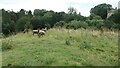 Sheep grazing on Haw Hill, Morpeth