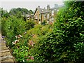 Thick vegetation over Crimble Clough, Slaithwaite