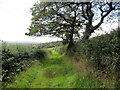 Llwybr ger Glynhir / Path near Glynhir