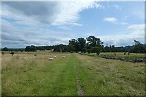 SJ2638 : Field of sheep near Chirk Castle by DS Pugh