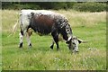 SO7739 : Longhorn cow by Philip Halling