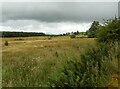 Grassland beside Station Road