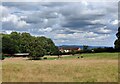 Sheep and pasture at Wassell Top