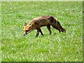 NZ2969 : Fox near Swallow Pond by Robert Graham