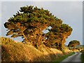 SW8557 : Nancolleth - Three pine trees along the lane to the farm by Rob Farrow