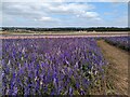 SJ7815 : Field of purple flowers by TCExplorer