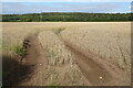 Field of wheat