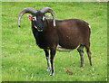 NF0999 : Soay Sheep, Hirta by Hugh Venables