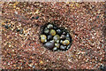 NU0054 : Tiny snails near Brotherstons Hole by Walter Baxter
