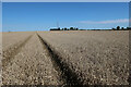 TL4124 : Ripe wheat field near Windcott by Hugh Venables