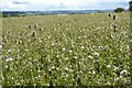 Field of thistles and wildflowers