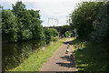 Canada geese on the towpath