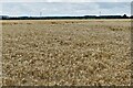 Clifton Reynes: Wheat field