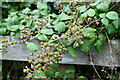 Clifton Reynes: Abundant blackberries here