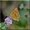 Alners Gorse Butterfly Reserve: Brown Hairstreak 