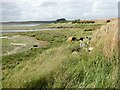 Shoreline below Waulkmill