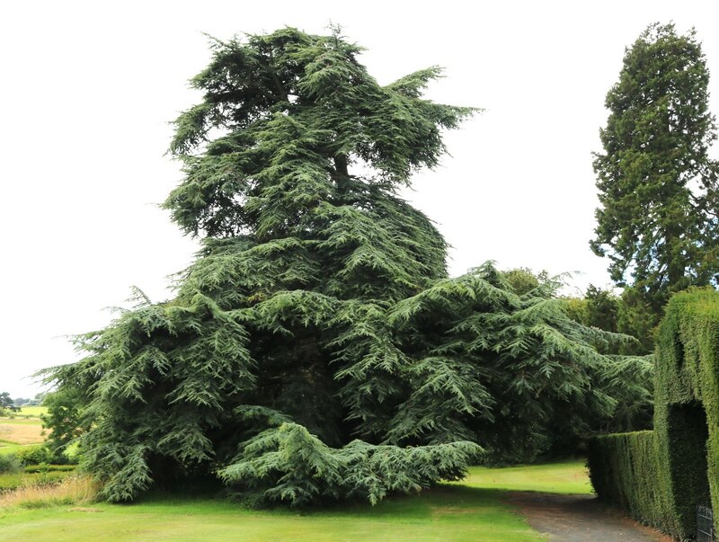 cedar-tree-bill-kasman-geograph-britain-and-ireland