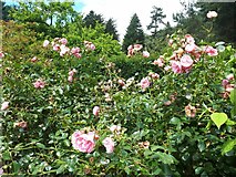 SE0661 : Parcevall Hall: rose garden by Stephen Craven