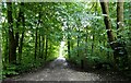 Tree lined track