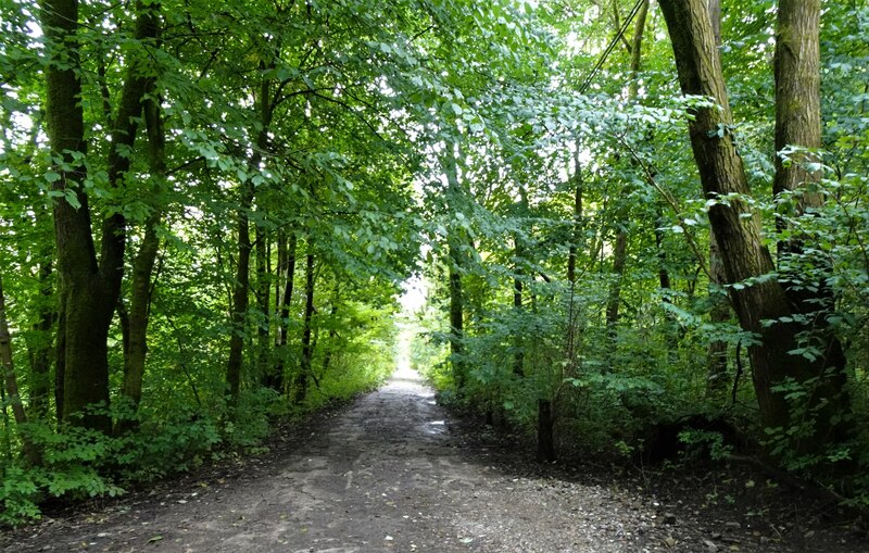 Tree lined track © Phil and Juliette Platt :: Geograph Britain and Ireland