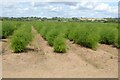 A field of asparagus