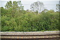 Trackside trees, Doncaster Sidings