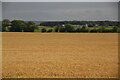 Wheat field