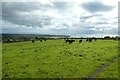 Cattle grazing at Hen-gaeau