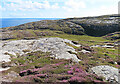 NL6087 : Rock and Heather by Anne Burgess