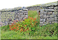NL5680 : Walled Enclosure by Anne Burgess