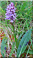 NL5680 : Heath Spotted-orchid (Dactylorhiza maculata) by Anne Burgess