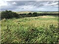 Field, Newton on the Moor