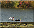 TA0833 : Swan and cygnets on the lagoon, Hull by Paul Harrop
