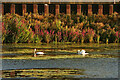 TA0833 : Swans on the lagoon, Hull by Paul Harrop