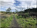 Woodland near Ashington