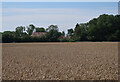 TL4125 : Wheat field by Flowerlands by Hugh Venables