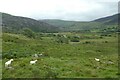 SH6127 : Sheep on moorland near Caer Cynog by DS Pugh