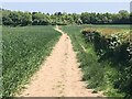 Walking the ancient Ridgeway from Stapleford