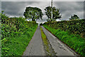 Trees along Mulmona Road