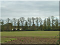 Tall trees along Slade Bottom Road