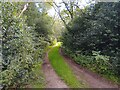 Bucklebury Common byway