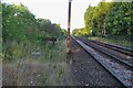 Ivy covered buffers by the Cambridge Line