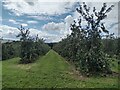 Orchard, Trevithel