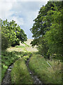 Farm road climbing past small plantation