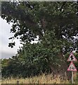 Tree behind two warning signs, Cathedine, Powys