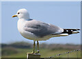 Common Gull (Larus canus)