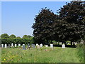 Copper beeches in the graveyard