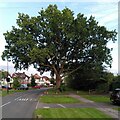 Oak tree, Green Lane